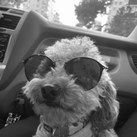 Poodle(Standart Kaniş), Köpek  Mars fotoğrafı