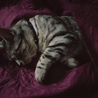 Tekir Kedi, Kedi  Kivi fotoğrafı