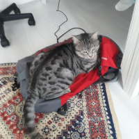 Tekir Kedi, Kedi  Kivi fotoğrafı