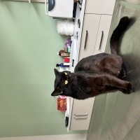 Bombay, Kedi  Bihter fotoğrafı