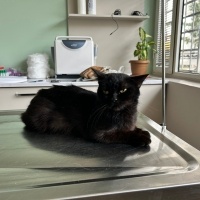 Bombay, Kedi  Bihter fotoğrafı