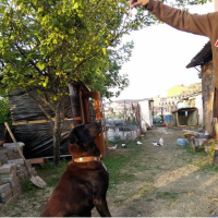 Labrador Retriever, Köpek  Paşa fotoğrafı