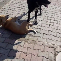 Labrador Retriever, Köpek  Paşa fotoğrafı