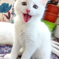 Van Kedisi, Kedi  maya fotoğrafı