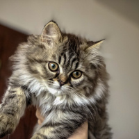 Himalayan, Kedi  Lokum fotoğrafı