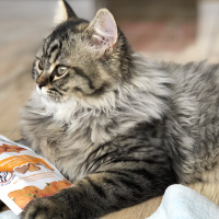 Himalayan, Kedi  Lokum fotoğrafı