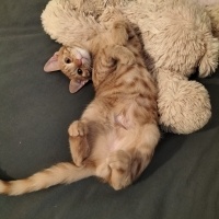 Sarman, Kedi  Sarı Şeker fotoğrafı