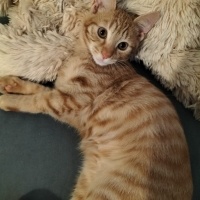 Sarman, Kedi  Sarı Şeker fotoğrafı