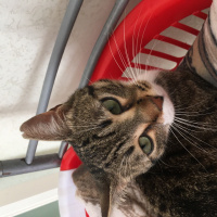 Tekir Kedi, Kedi  Jessica fotoğrafı