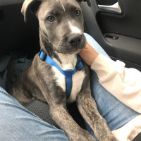 Amerikan Staffordshire Terrier, Köpek  Mars fotoğrafı