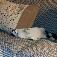 Tekir Kedi, Kedi  Minnak fotoğrafı