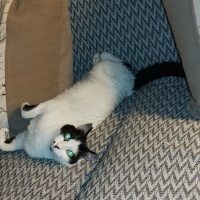 Tekir Kedi, Kedi  Minnak fotoğrafı