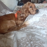 Amerikan Cocker Spaniel, Köpek  Asil fotoğrafı