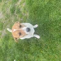 bberen kullanıcısının #241617 peti