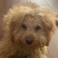 Poodle (Minyatür Kaniş), Köpek  Kaju fotoğrafı