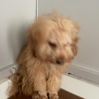 Poodle (Minyatür Kaniş), Köpek  Kaju fotoğrafı