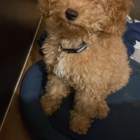 Poodle (Minyatür Kaniş), Köpek  Kaju fotoğrafı