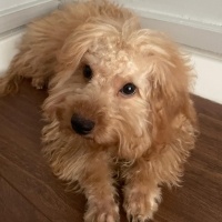 Poodle (Minyatür Kaniş), Köpek  Kaju fotoğrafı