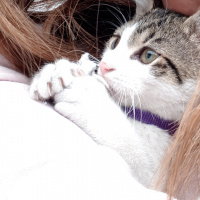 Tekir Kedi, Kedi  pamuk fotoğrafı