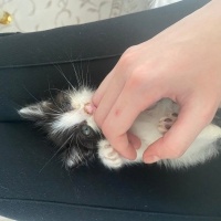 Tekir Kedi, Kedi  Oreo fotoğrafı