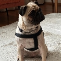 Pug, Köpek  Lusi fotoğrafı