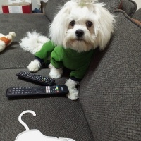 Maltese, Köpek  Alex fotoğrafı