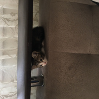 Tekir Kedi, Kedi  Kıtır fotoğrafı