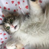 Tekir Kedi, Kedi  Püskül fotoğrafı
