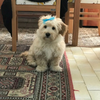 Maltese, Köpek  Daisy fotoğrafı