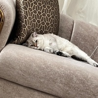 Brazilian Shorthair, Kedi  fiko fotoğrafı