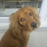 İngiliz Cocker Spaniel, Köpek  Lucky fotoğrafı