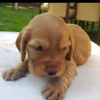 İngiliz Cocker Spaniel, Köpek  Lucky fotoğrafı