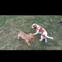 İngiliz Cocker Spaniel, Köpek  Lucky fotoğrafı