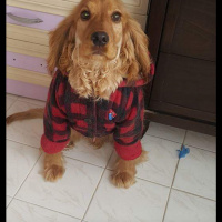 İngiliz Cocker Spaniel, Köpek  Lucky fotoğrafı