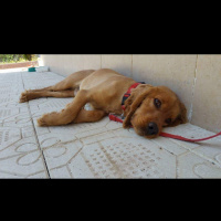 İngiliz Cocker Spaniel, Köpek  Lucky fotoğrafı