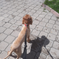 İngiliz Cocker Spaniel, Köpek  Lucky fotoğrafı