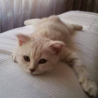 British Shorthair, Kedi  Oğluş fotoğrafı