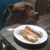 Amerikan Pitbull Terrier, Köpek  Ares fotoğrafı