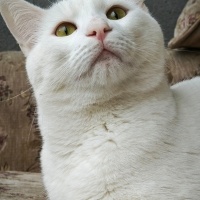 Ankara Kedisi, Kedi  Pars fotoğrafı