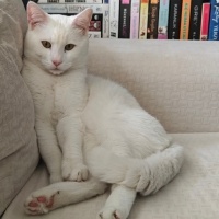 Ankara Kedisi, Kedi  Pars fotoğrafı