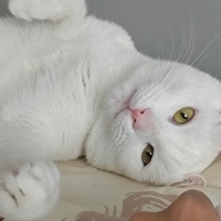 Ankara Kedisi, Kedi  Pars fotoğrafı