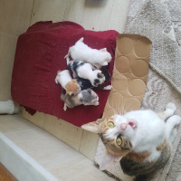Soke, Kedi  Benekli fotoğrafı