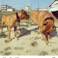 Boxer, Köpek  Baron fotoğrafı