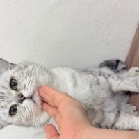 British Shorthair, Kedi  İncir fotoğrafı