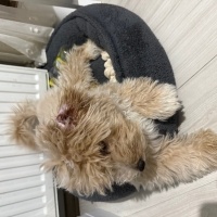 Poodle(Standart Kaniş), Köpek  Paya fotoğrafı