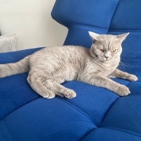 British Longhair, Kedi  Ruzy fotoğrafı