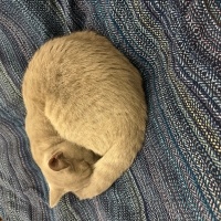 British Longhair, Kedi  Ruzy fotoğrafı