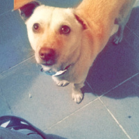 Jack Russell Terrier, Köpek  Minnak fotoğrafı