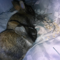 Tavşan, Kemirgen  RecepCan Çelik fotoğrafı