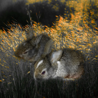 Tavşan, Kemirgen  RecepCan Çelik fotoğrafı